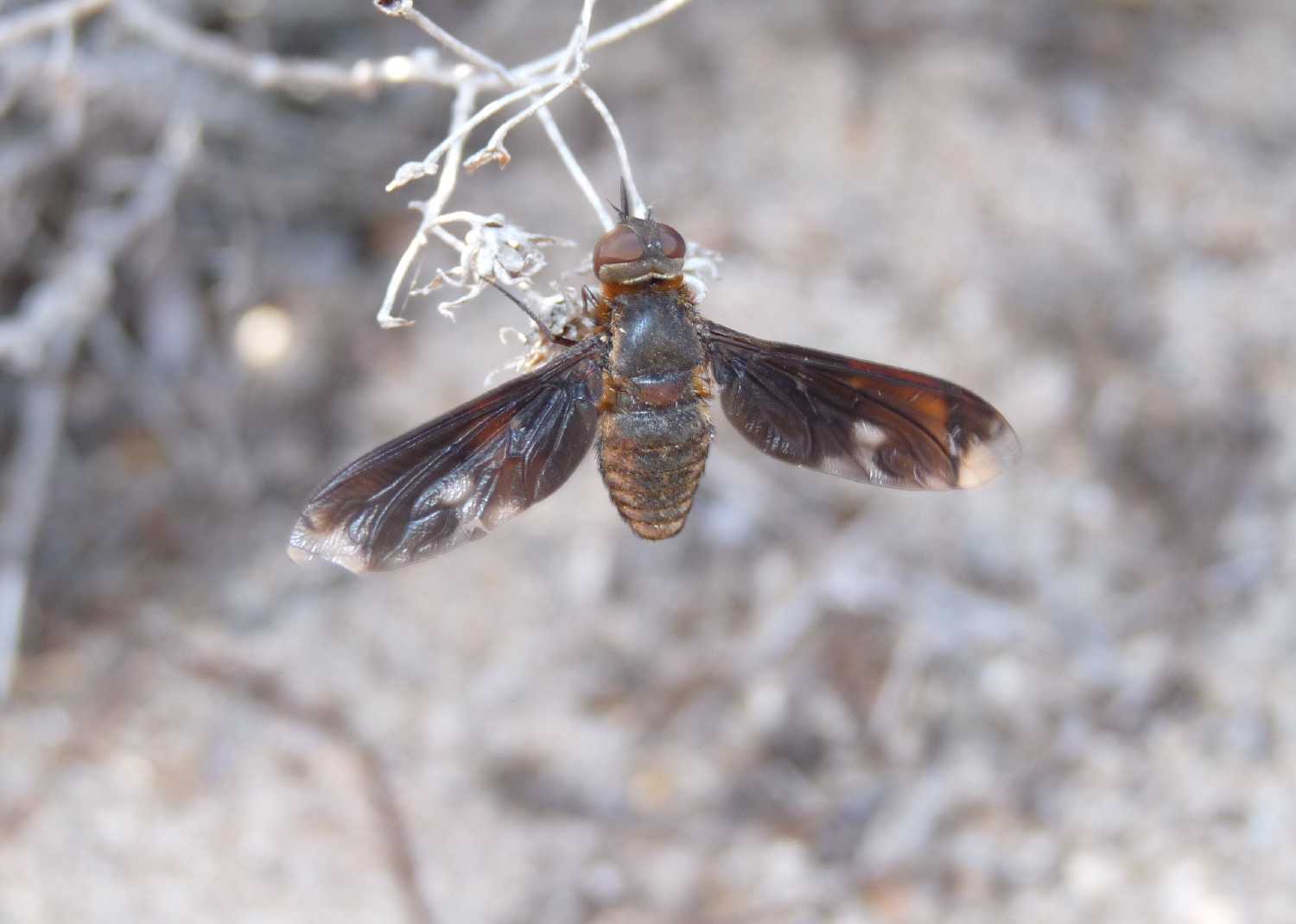 Heteralonia megerlei (Bombyliidae)